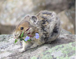 fluffy rodent