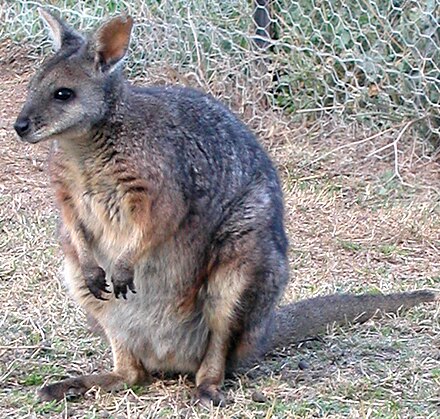 Wallaby? Kangaroo? something else entirely? heh