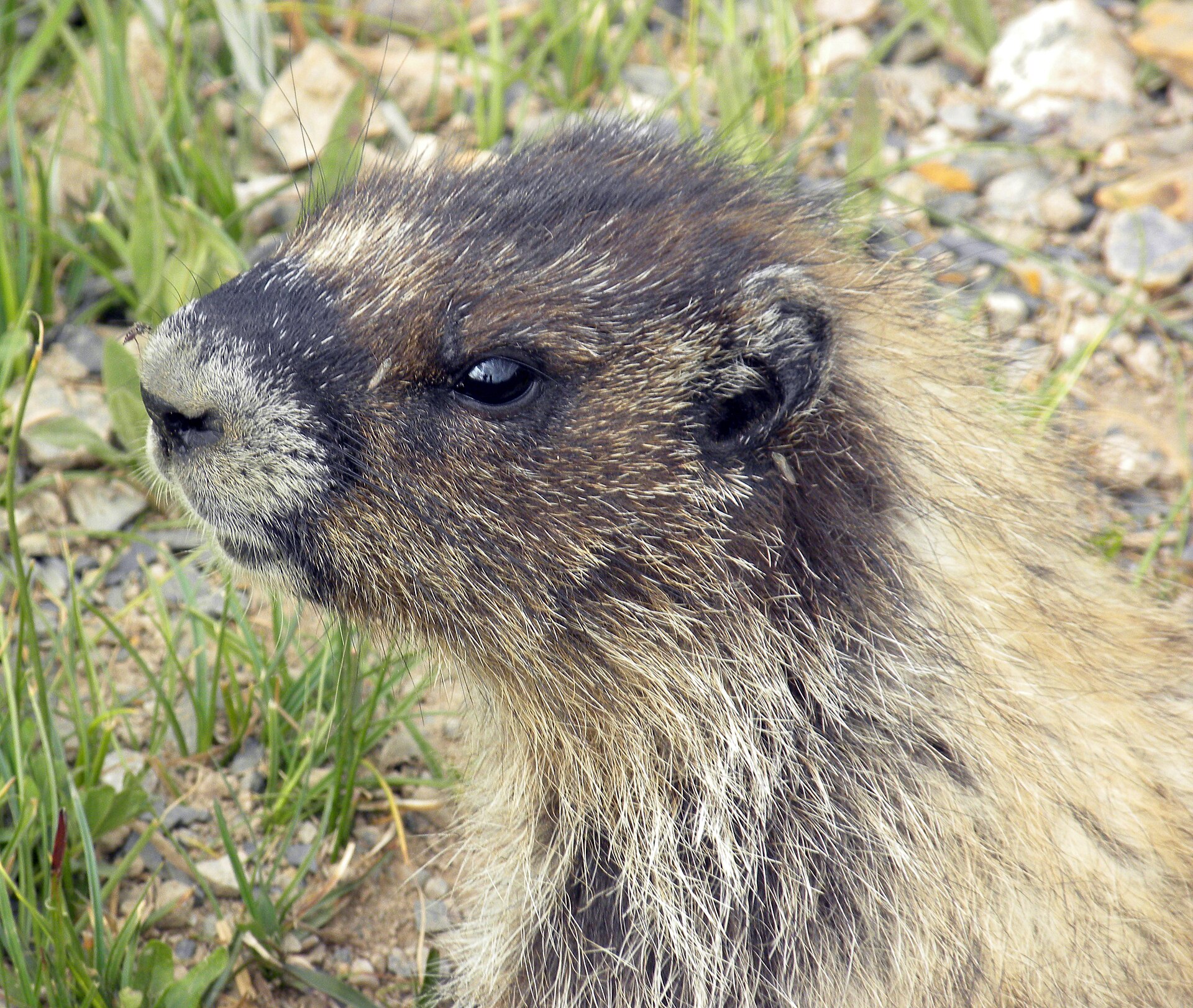 Hoary marmot