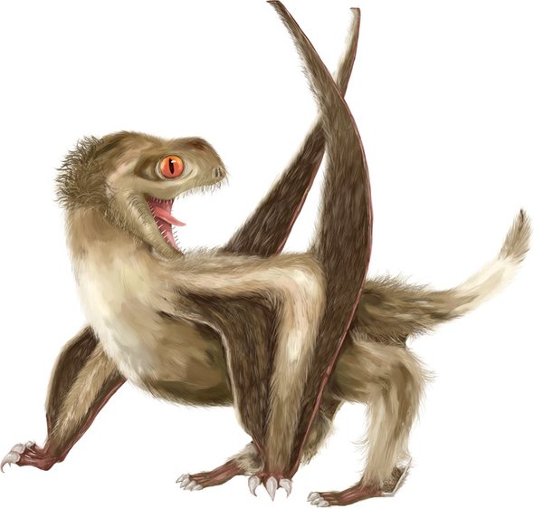Robinson's mouse opossum