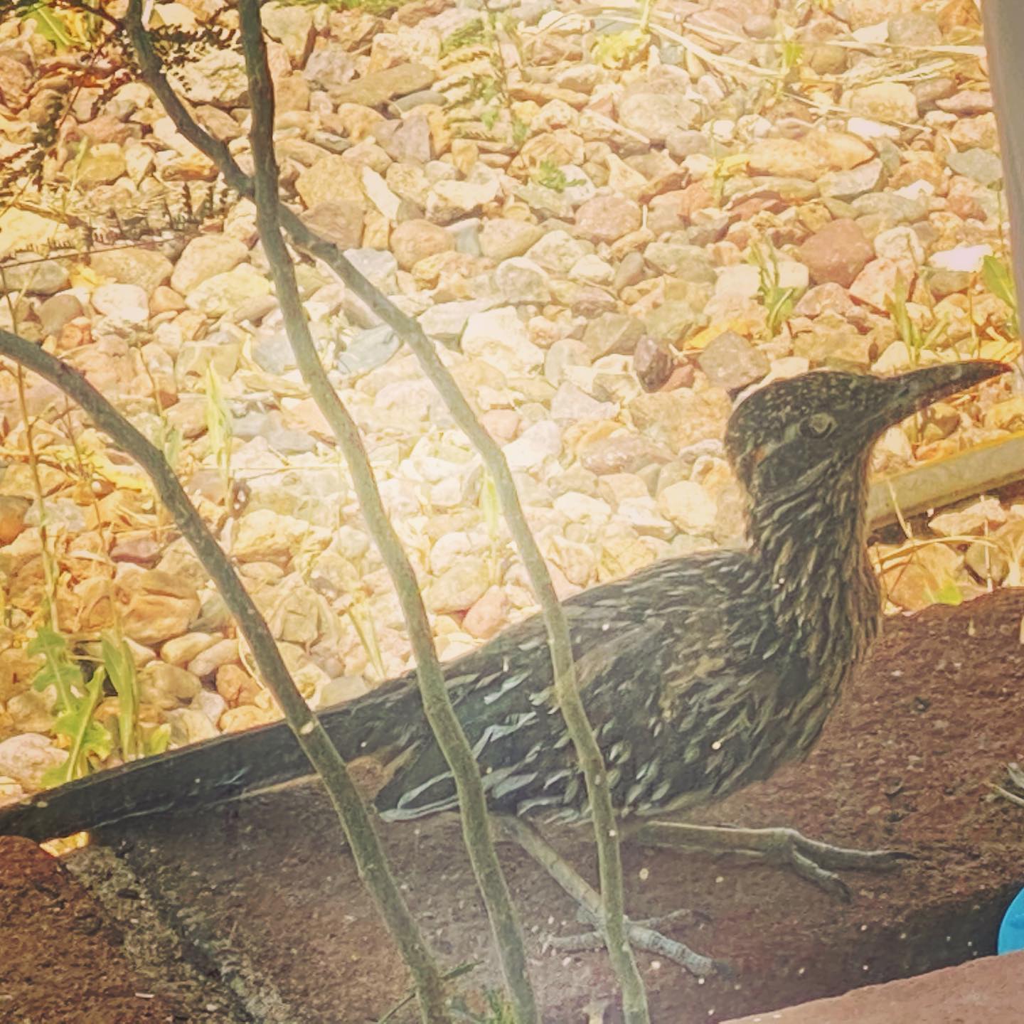 roadrunner at the window