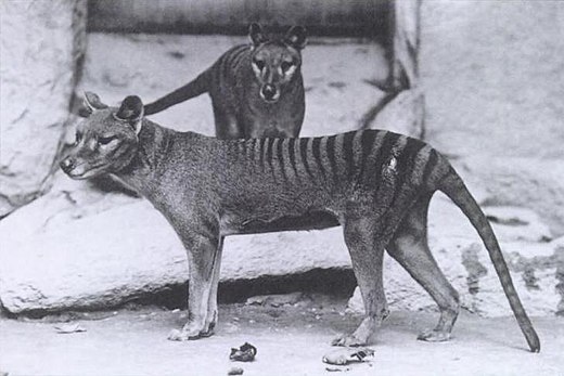 thylacines, yo